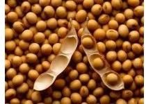 Soybean Non Gmo