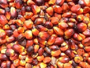 Palm Kernels