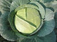 Fresh Cabbage