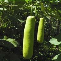 Bottle Gourd Seeds