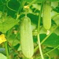 Cucumber Seeds