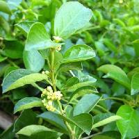 Gymnema Sylvestre Leaves