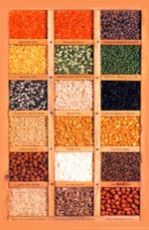 Indian Pulses Indian Pulses
