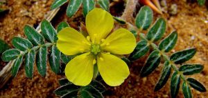 Tribulus Terrestris