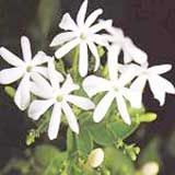 Jasmine Auriculatum Absolute