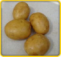 Badshah Potato