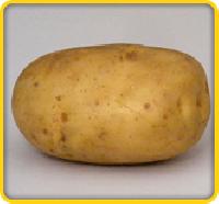 KUFRI-JYOTI potato