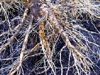 Ashwagandha Roots