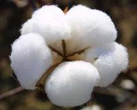 Raw Cotton