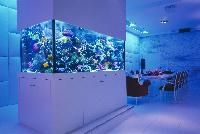 aquarium fish tank