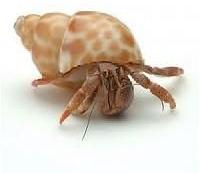 hermit crab shell