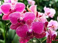 Orchid Flower