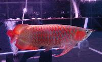 Arowana Fishes.