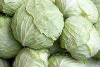 Fresh Cabbage