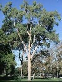 lemon eucalyptus tree