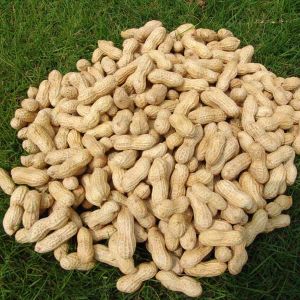 Shelled Groundnuts