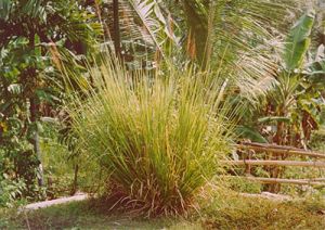 Ruh Khus (oil of Vetiver Grass)