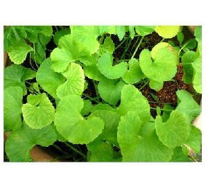Centella Asiatica Leaf powder