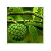 Fresh Custard Apple