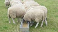fattening lambs
