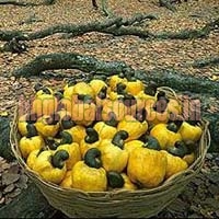 Brazil Raw Cashew Nuts