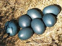 Emu Eggs