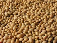 Soybean Seeds