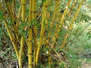 Bamboo Plants