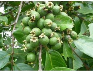 Guava Plants