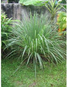 Lemongrass Plants