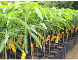 Mango (aam) Plant