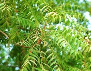 NEEM PLANTS