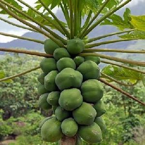 papaya plants