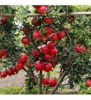 Pomegranate Plants