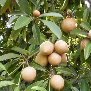 Sapota Plants