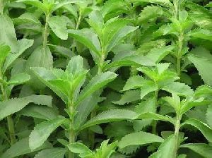 Stevia Plants