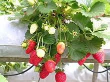 Strawberry Plant