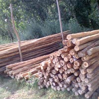 Balli Wood