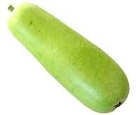 Fresh Bottle Gourd