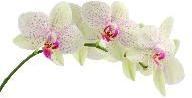 Orchid Flower