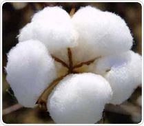 Cotton