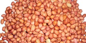 Groundnut Seeds