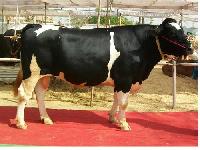 male cow