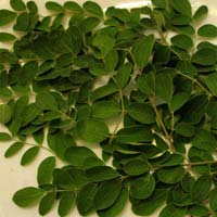 Moringa Leaves