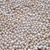 White Sorghum