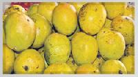 Ratnagiri Mango Puree