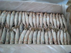 Frozen  Indian Oil Sardines