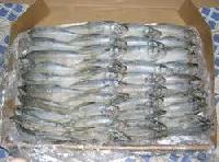 Frozen Sardines