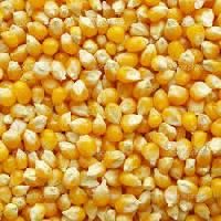 Yellow Corn Maize