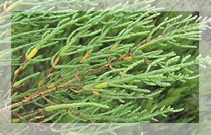 Salicornia